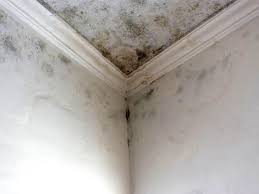 Best Commercial Mold Inspection  in Savage, MD