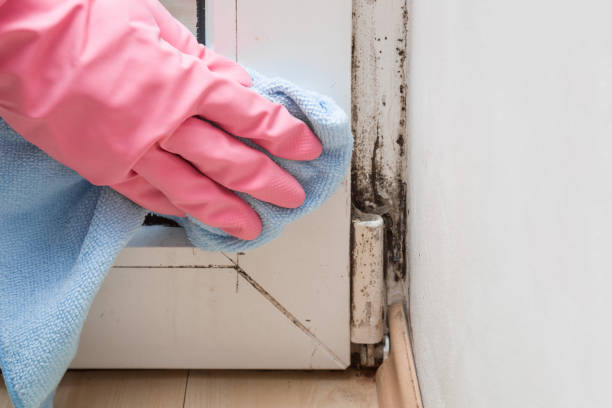 Best Mold Removal for HVAC Installations  in Savage, MD